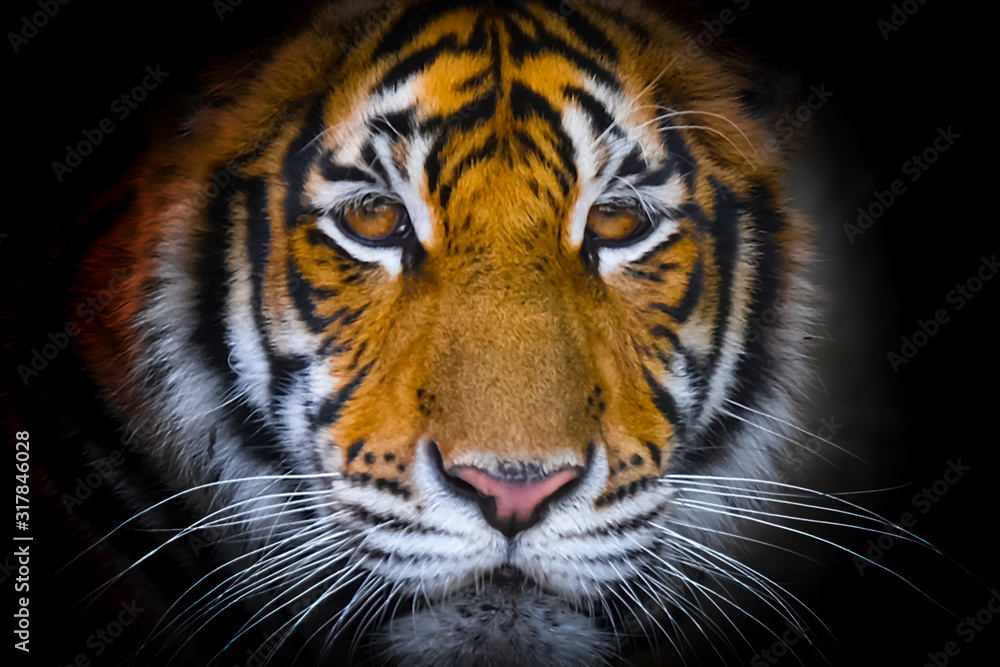 Naklejka premium Oczy i twarz tygrysa bengalskiego na czarnym tle