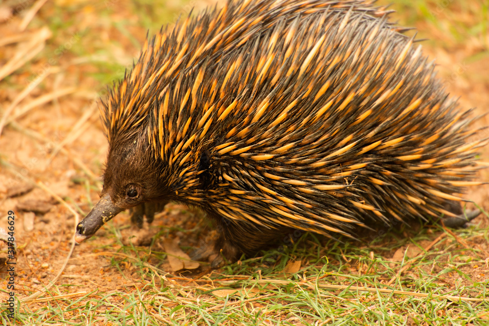 Echidna also known as a spiny anteater. Scientific name is