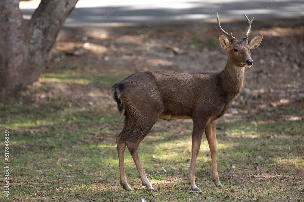 deer in the forest