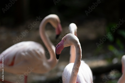 flamingo on a white background