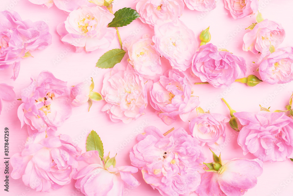 Beautiful pink roses blooming on pink background