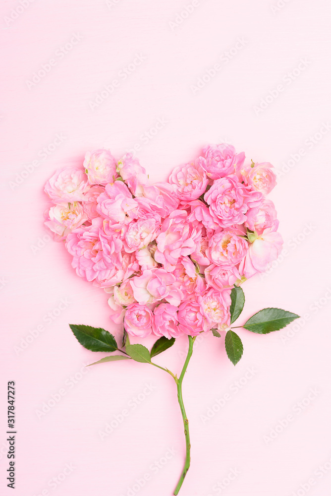 Beautiful pink roses on pink background ( heart shape), Valentines day concept