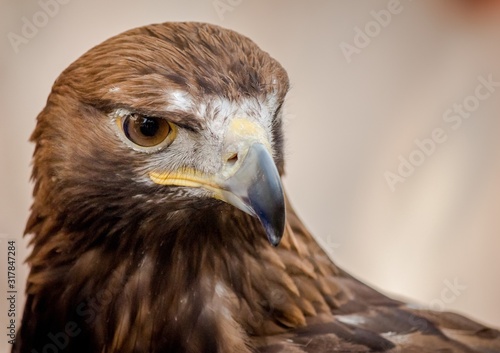 Photography Closeup shot of the head of a beautiful hawk with a blurred background