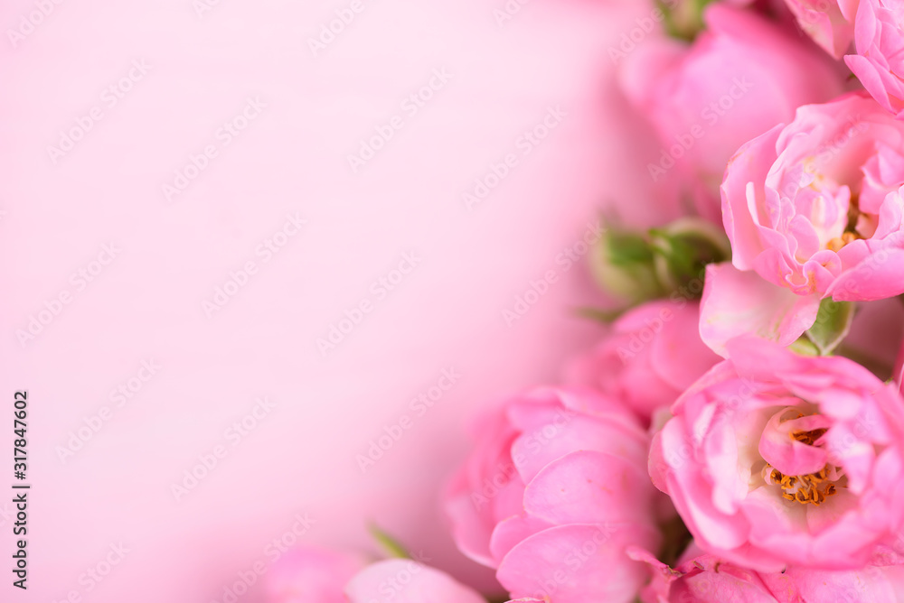 Beautiful pink roses blooming on pink background with copy space - obrazy, fototapety, plakaty 