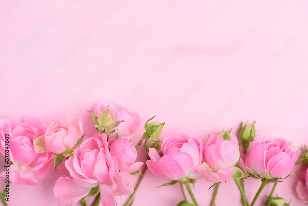 Beautiful pink roses blooming on pink background with copy space