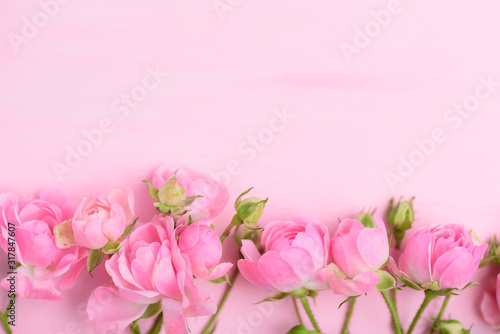 Beautiful pink roses blooming on pink background with copy space