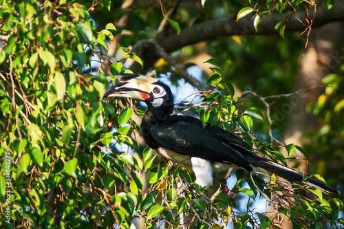 Great hornbill at Khao Yai national park, Thailand