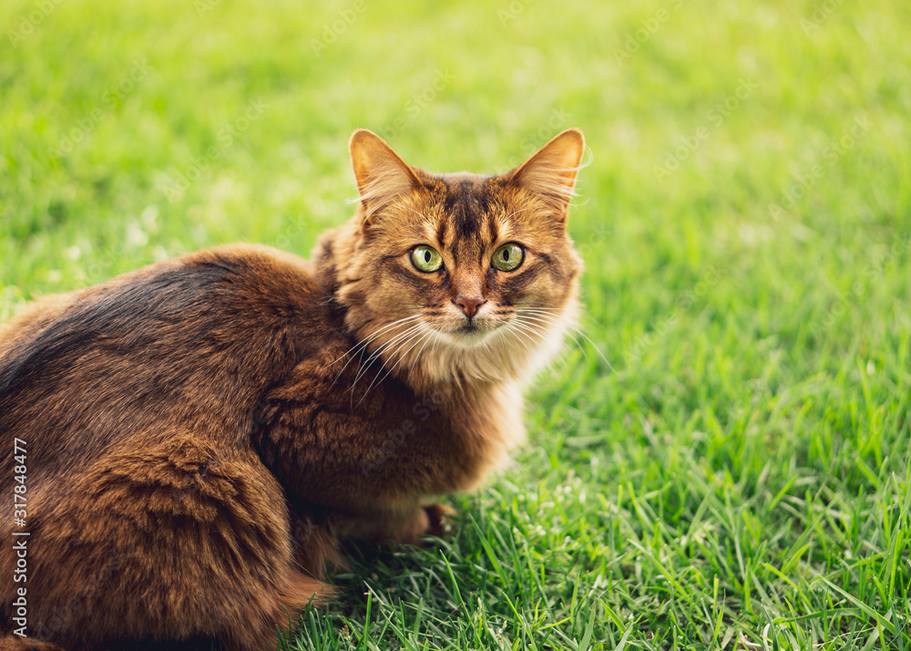 Purebred somali cat in the grass outside. The Somali cat breed is a beautiful domestic feline. They are smart, very social and they enjoy playing outside. These cute cats are ideal family pets.