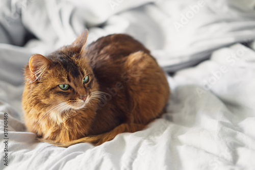 Domestic cute cat lying in bed sheets inside. The Somali cat breed is a beautiful domestic feline. They are smart, very social and they enjoy playing outside. These cute cats are ideal family pets.