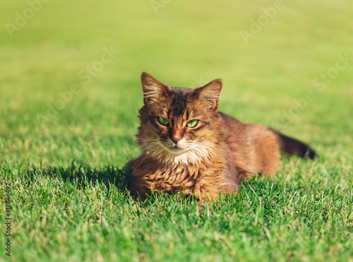 Canvas Print Pretty cat lying in green grass outdoor