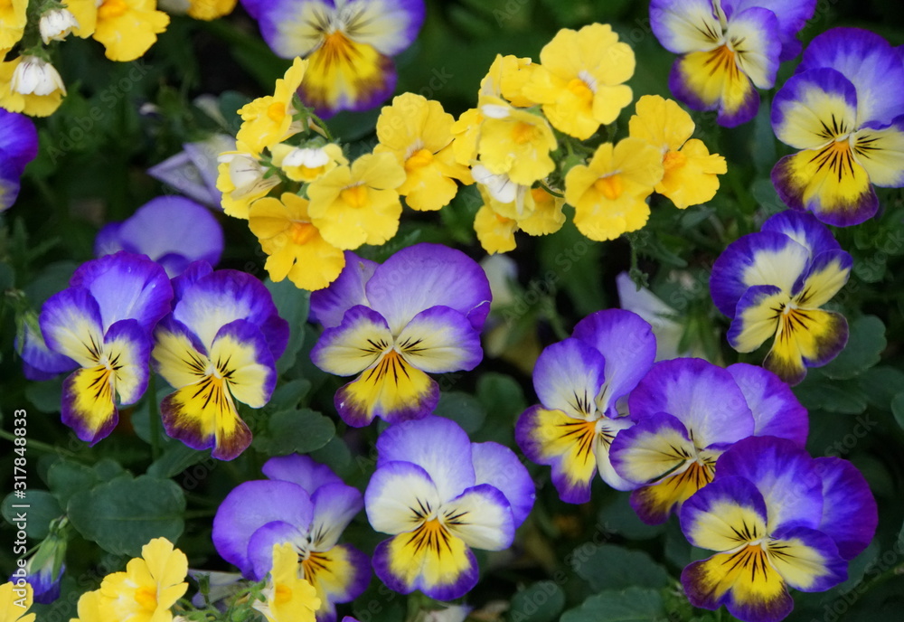Beautiful blue and yellow pansies flowers