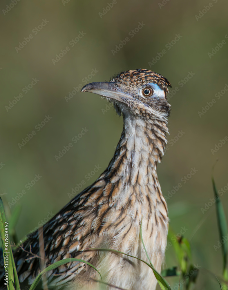 Roadrunner Roadrunner