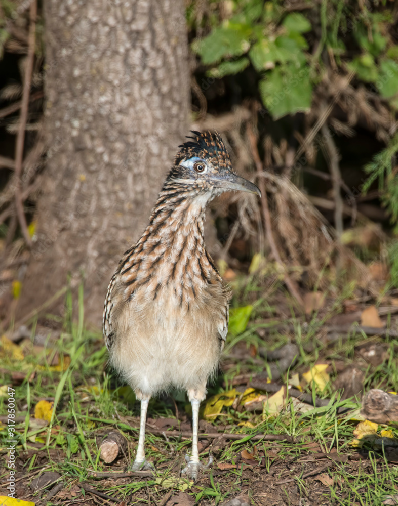 Roadrunner Roadrunner