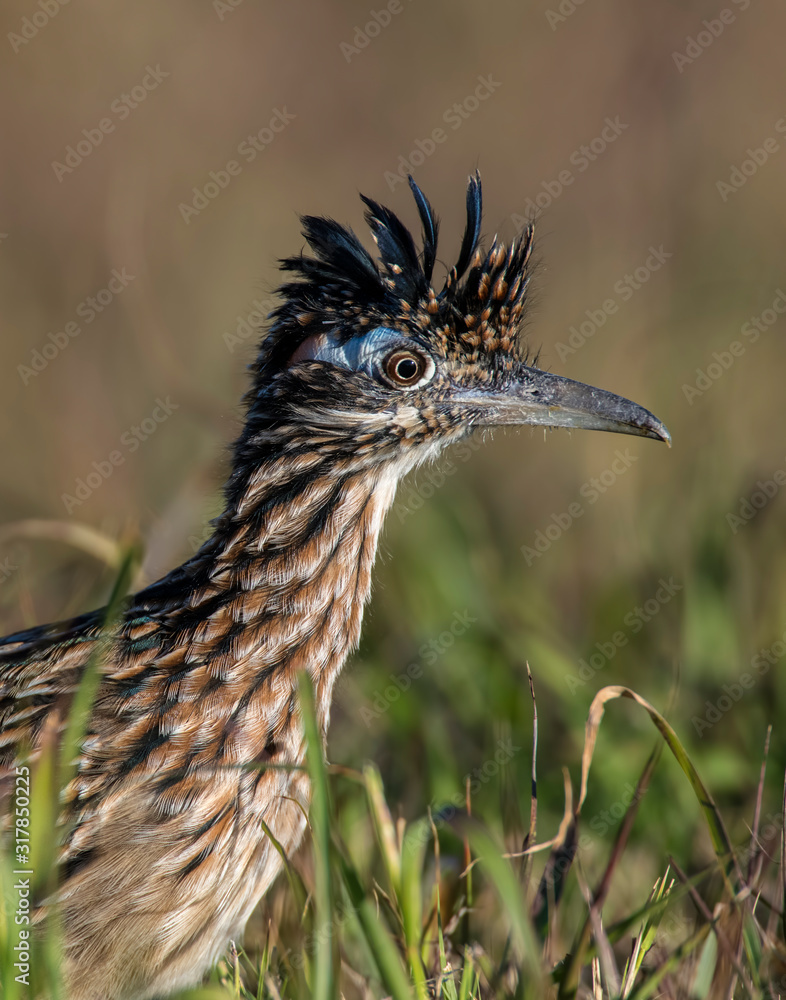 Roadrunner Roadrunner