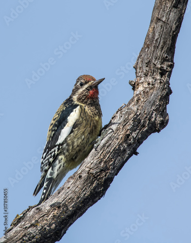 Yellow-bellied Sapsucker