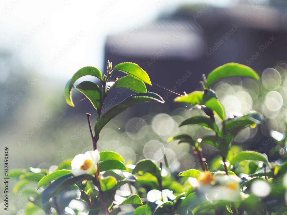 Obraz premium fresh tea fram and garden of tea leaf in nature