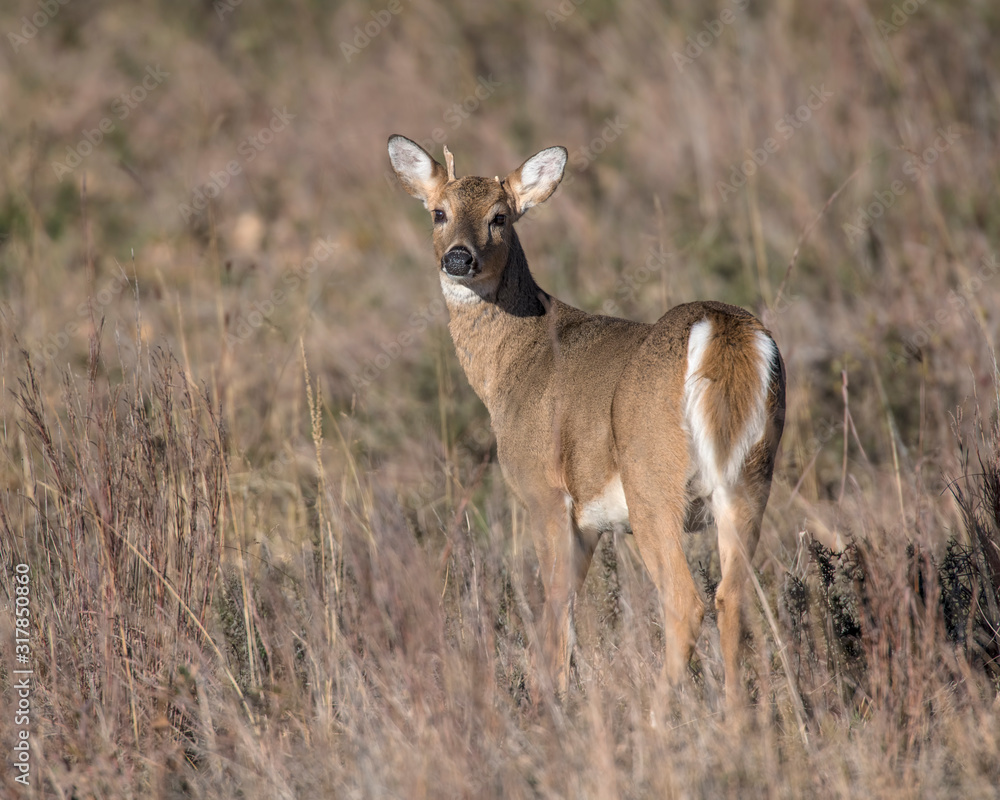 White-tailed Deer Buck White-tailed Deer Buck