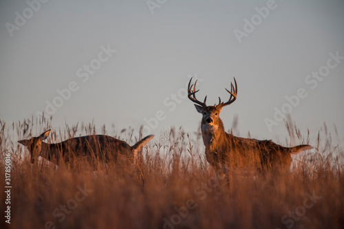 White-tailed Deer Buck