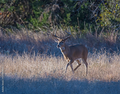 Canvas Print White-tailed Deer Buck