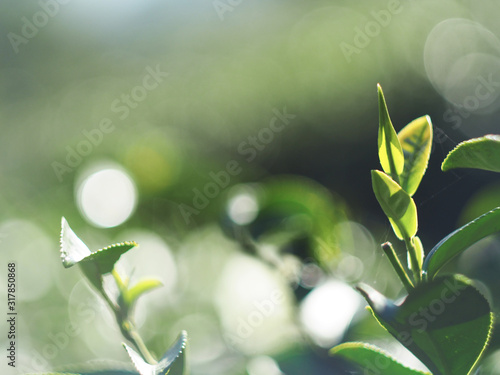 fresh tea fram and garden of tea leaf in nature