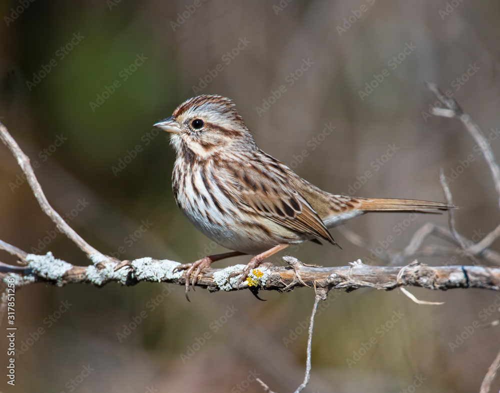 Sparrow on a perch Sparrow on a perch