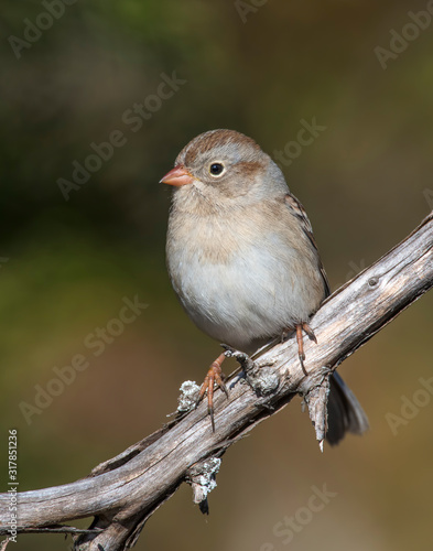 Sparrow on a perch