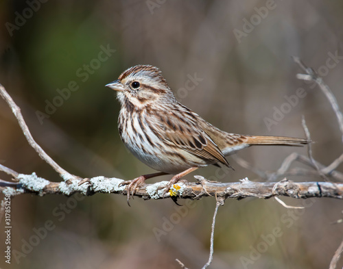 Sparrow on a perch