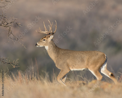 White-tailed Deer Buck © David McGowen