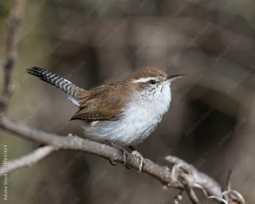 Bewick's Wren Bewick's Wren