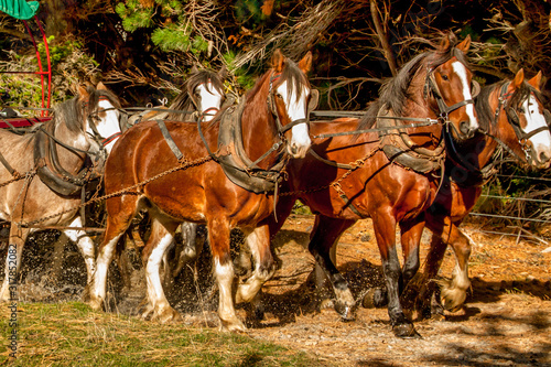 Obraz na płótnie nestled right amongst the Southern Alps of NZ a team of Clydesdale horse working
