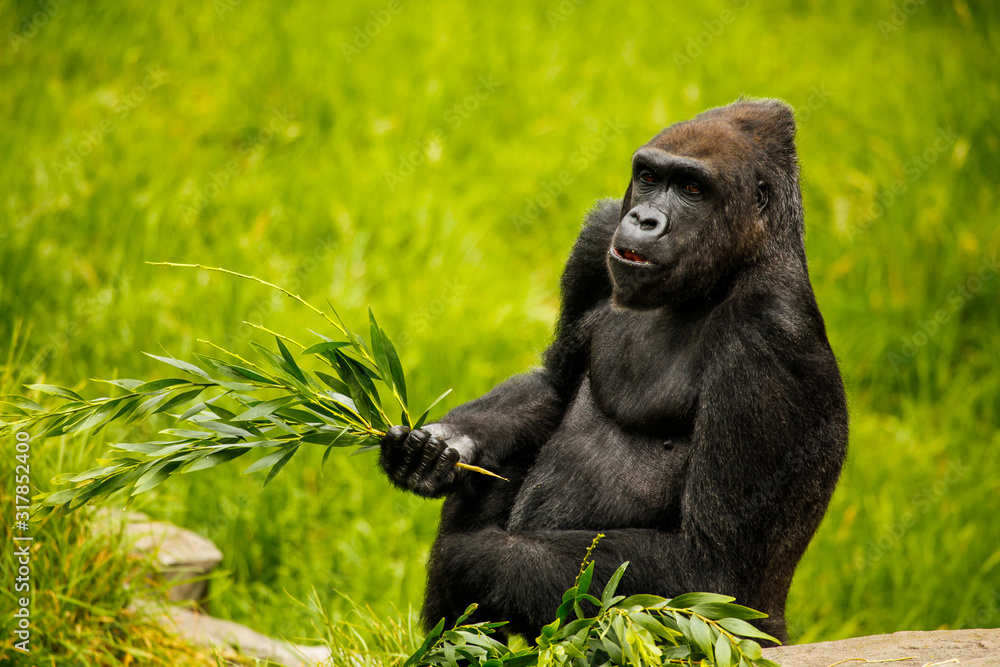 Naklejka premium Sitting Gorilla