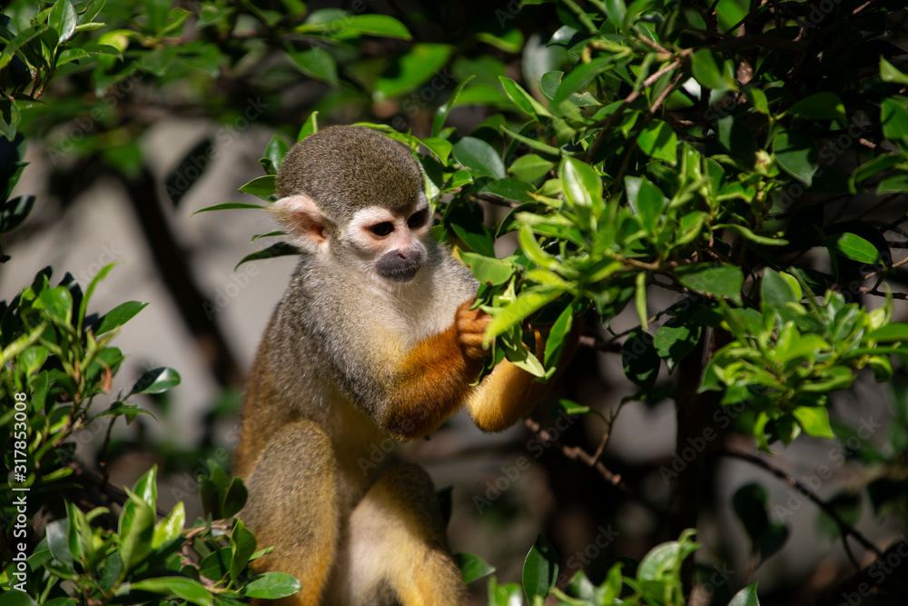 Squirrel Monkey in zoo Squirrel Monkey in zoo