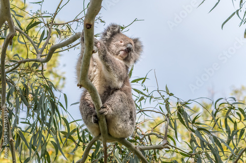 Fototapeta Naklejka Na Ścianę i Meble -  Koala (Phascolarctos cinereus) in gum tree at Tower HIl, Warrnambool.
