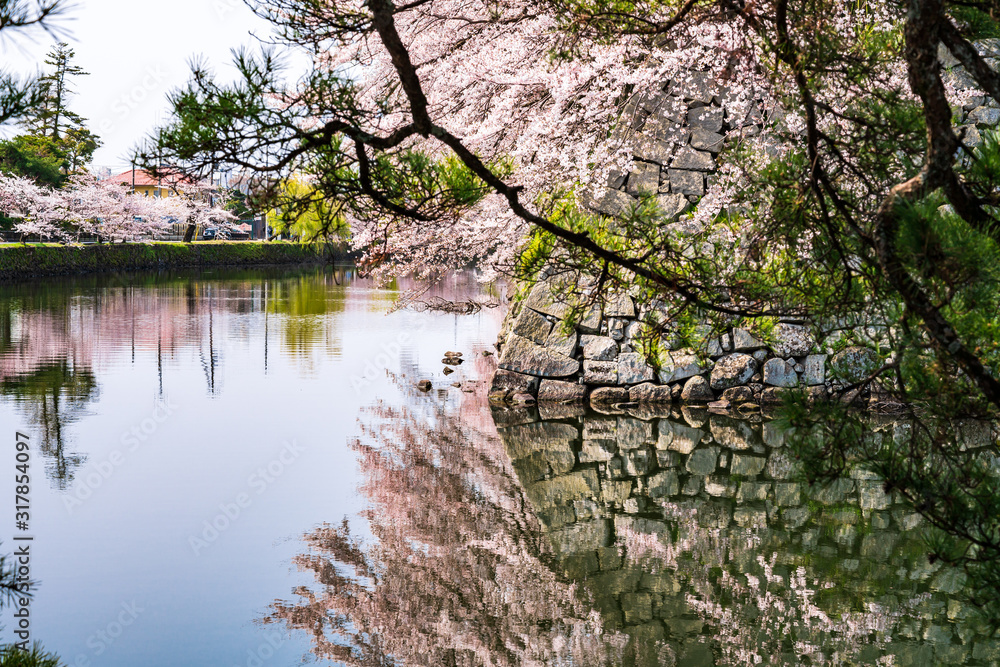 春の彦根城 中堀の桜 春の彦根城 中堀の桜