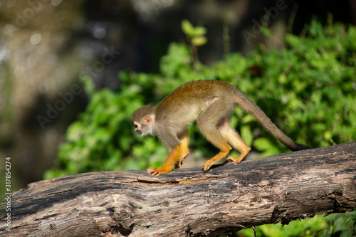 Squirrel Monkey in zoo © Champ