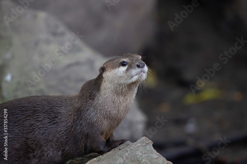otter on a rock