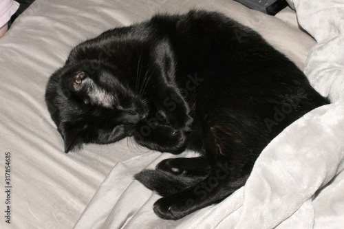 Valokuva Black Cat Taking a Nap on the Bed