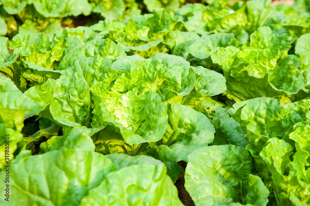 green lettuce plants on growth at field in summer under sunlight. green lettuce plants on growth at field in summer under sunlight.