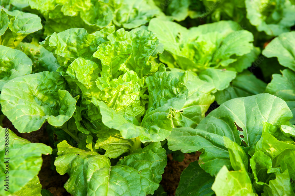 green lettuce plants on growth at field in summer under sunlight. green lettuce plants on growth at field in summer under sunlight.
