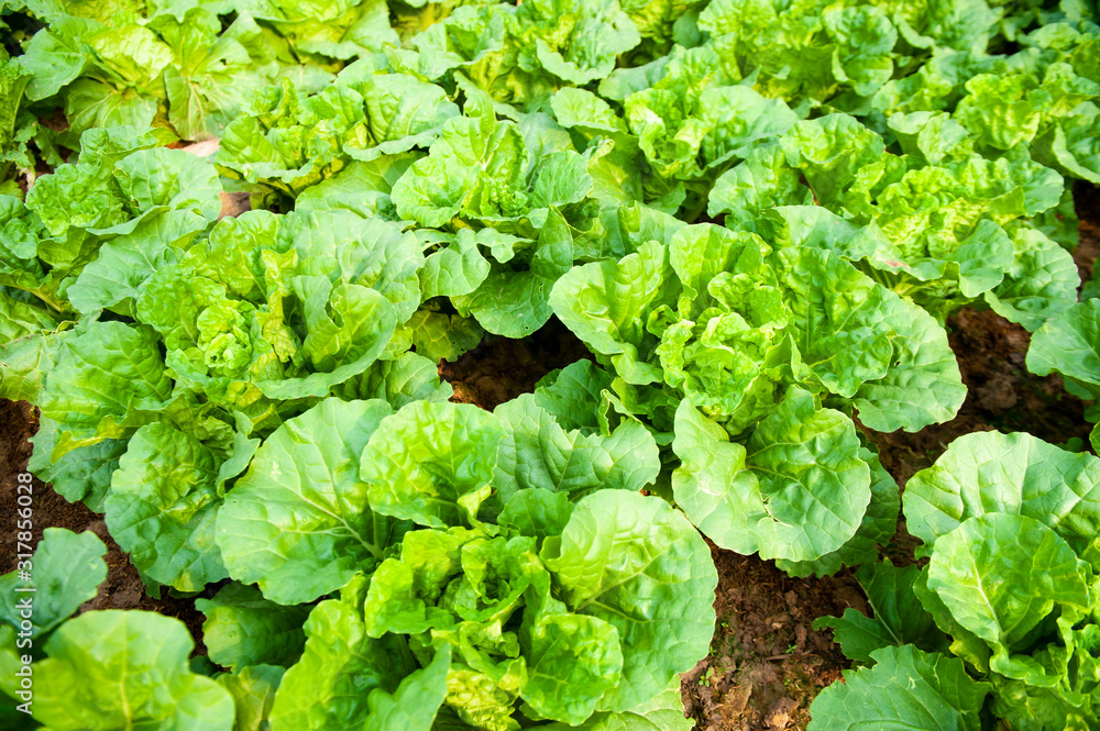 green lettuce plants on growth at field in summer under sunlight. green lettuce plants on growth at field in summer under sunlight.