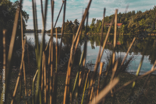 reeds in the lake