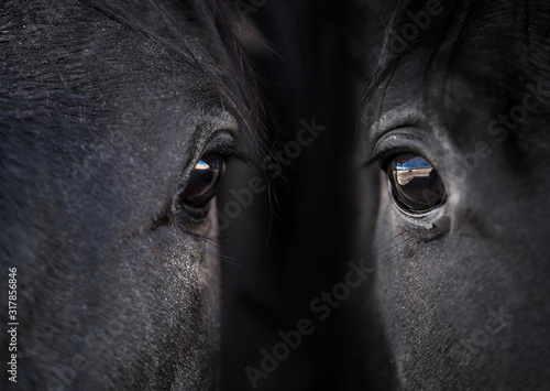 Double Horse Eye