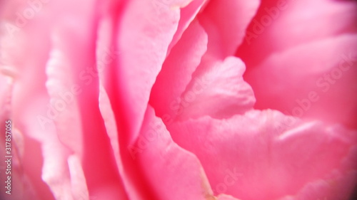 Blooming Pinch and smooth magenta peony corolla floral with closeup  view and defocused image for valentine's background. Royalty free stock  photograph.