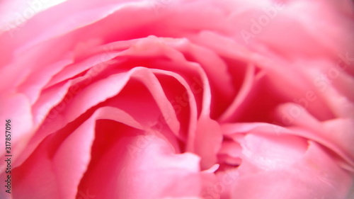 Beautiful Pinch and smooth magenta rose petals flower with close-up  view and blurry photograph for Banner website. Royalty free stock  images.