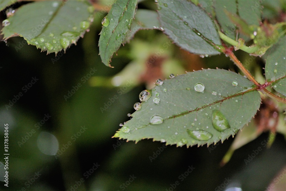 green leaf macro with water drops green leaf macro with water drops