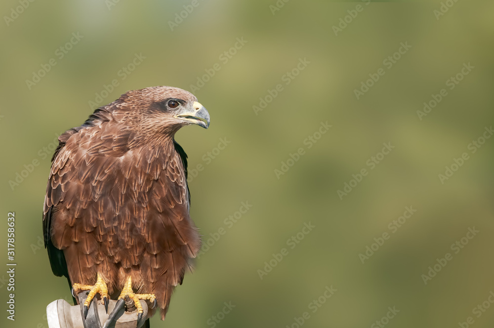 A closeup portrait of a black kite A closeup portrait of a black kite