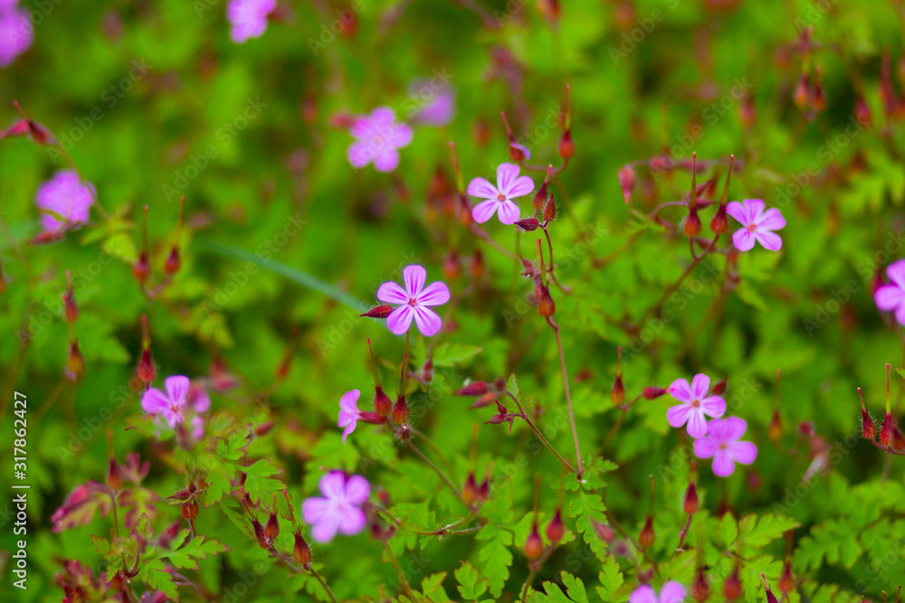 Close up flowers of Geranium robertianum plant Close up flowers of Geranium robertianum plant