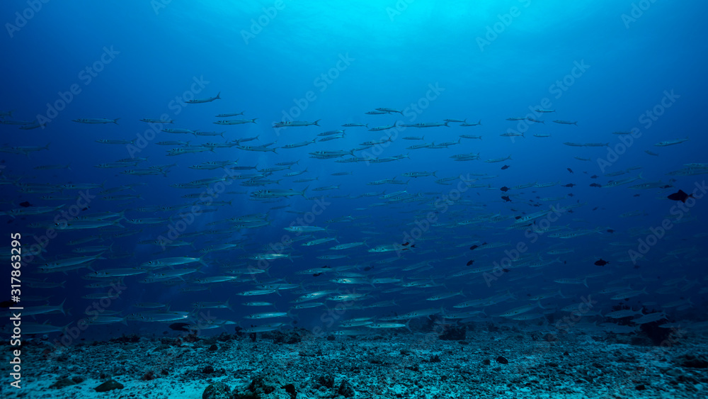 Barracuda Fish School in Maldives Barracuda Fish School in Maldives