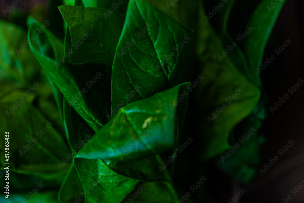 Organic food concept Organic food concept