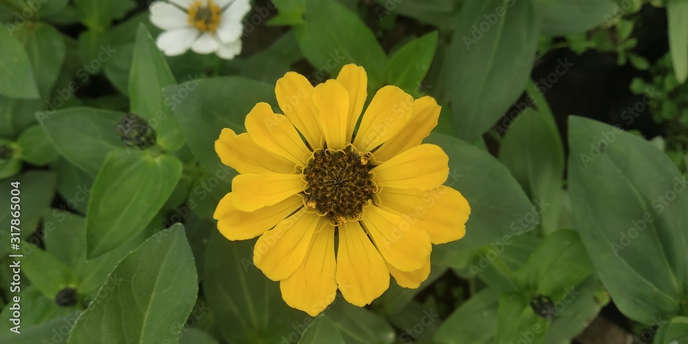 yellow flower in garden yellow flower in garden